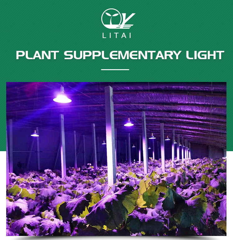 30000 Hour Working Lifetime 220v LED Grow Module for Greenhouse Fill Light Planting
