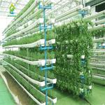 90 Sites 10 Pipe Soilless Hydroponic System