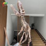 Waterproof Fiberglass Dinosaur Skeleton Replicas For Museum Exhibition