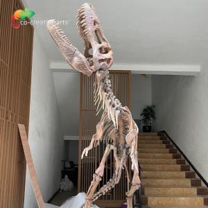Quality Waterproof Fiberglass Dinosaur Skeleton Replicas For Museum Exhibition wholesale