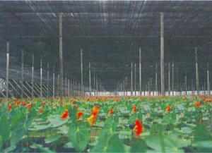 Quality Agriculture Greenhouse Shade Netting wholesale