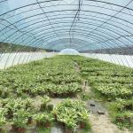 Tunnel Greenhouse Cocopeat Growing System for Tomatoes and Strawberries Fast