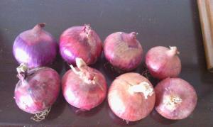 Quality 5cm Blood Pressure Reducing Natural Fresh Onion wholesale