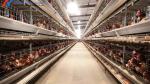 Steel Chicken Layer Cages A Type H Type Automated Battery Cage