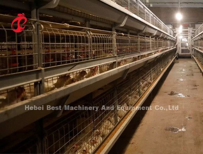 Modern H Type Automatic Chicken Cage Equipment For 25000 Birds Farm Emily
