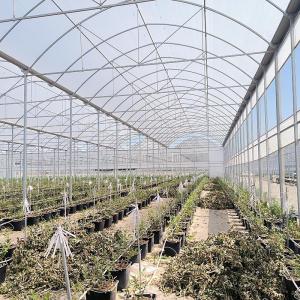 Quality Plastic Poly Tunnel Agricultural Multi-span Blueberry Customized Greenhouse wholesale