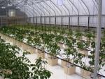 PO Film Double Layer Hydroponic Container for Superior Plant Growth Results