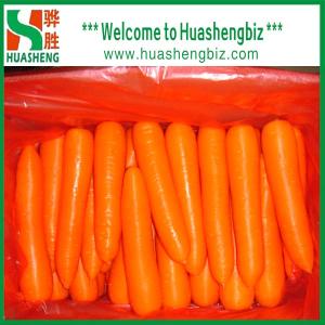 Quality Fresh carrot wholesale