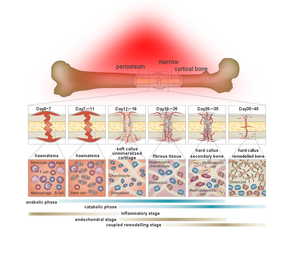 PDT Treatment Red Light Therapy Canopy Infrared Pain Relief Device