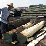 Europe Natural Poplar Wood Veneer Mapa Burl Grain High Quality Thickness 0.5mm