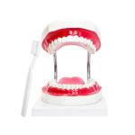 Kindergarten Teaching Children Brush Teeth Toy Dental Care Model