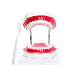 Quality Kindergarten Teaching Children Brush Teeth Toy Dental Care Model wholesale