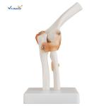 Professional Medical Teaching Anatomical Skeleton Model Plastic Elbow Joint