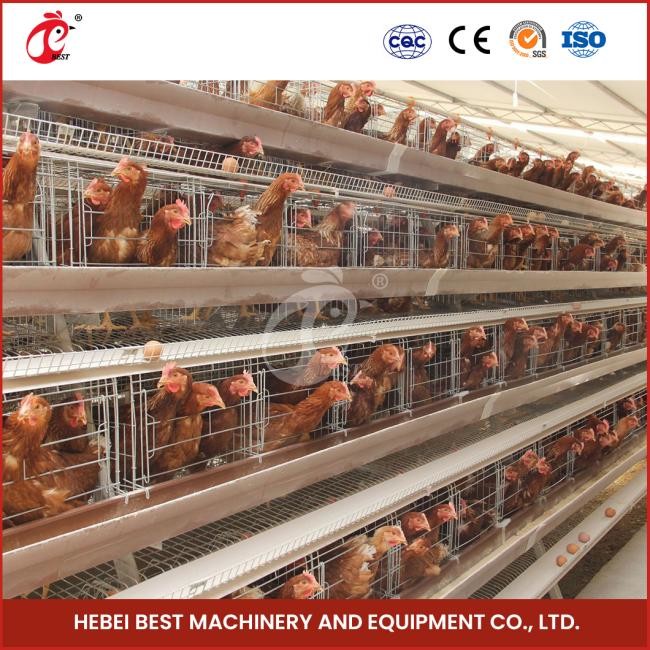 Automatic Chicken Cage Equipment A Frame 4 Tier Layer Cage System Doris Shi