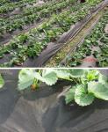 PP Spunbond Weed Barrier Fabric
