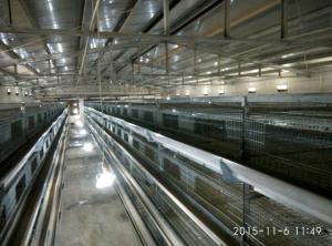 Quality Silver Color Broiler Baby Chick Cage For Chicken Farm wholesale