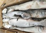100% Net Weight Fresh 600g 700g Frozen Grey Mullet