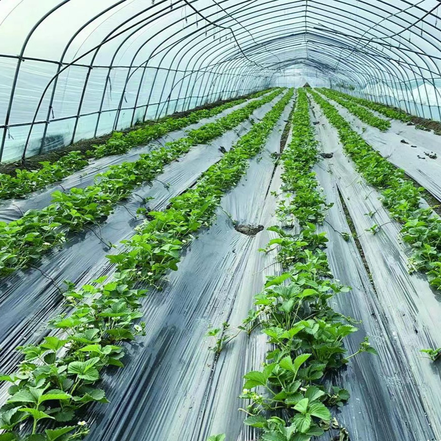Polytunnel Plastic Tunnel Single Span Agricultural Greenhouse