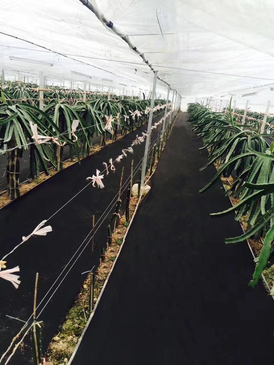 Polypropylene Weed Control Mat Non Woven Fabric Agriculture Weed Barrier