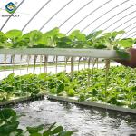 Customizable Agricultural Greenhouses Aeroponics Lettuce Hydroponics System