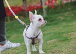 Adjustable Polyester Dog Harness
