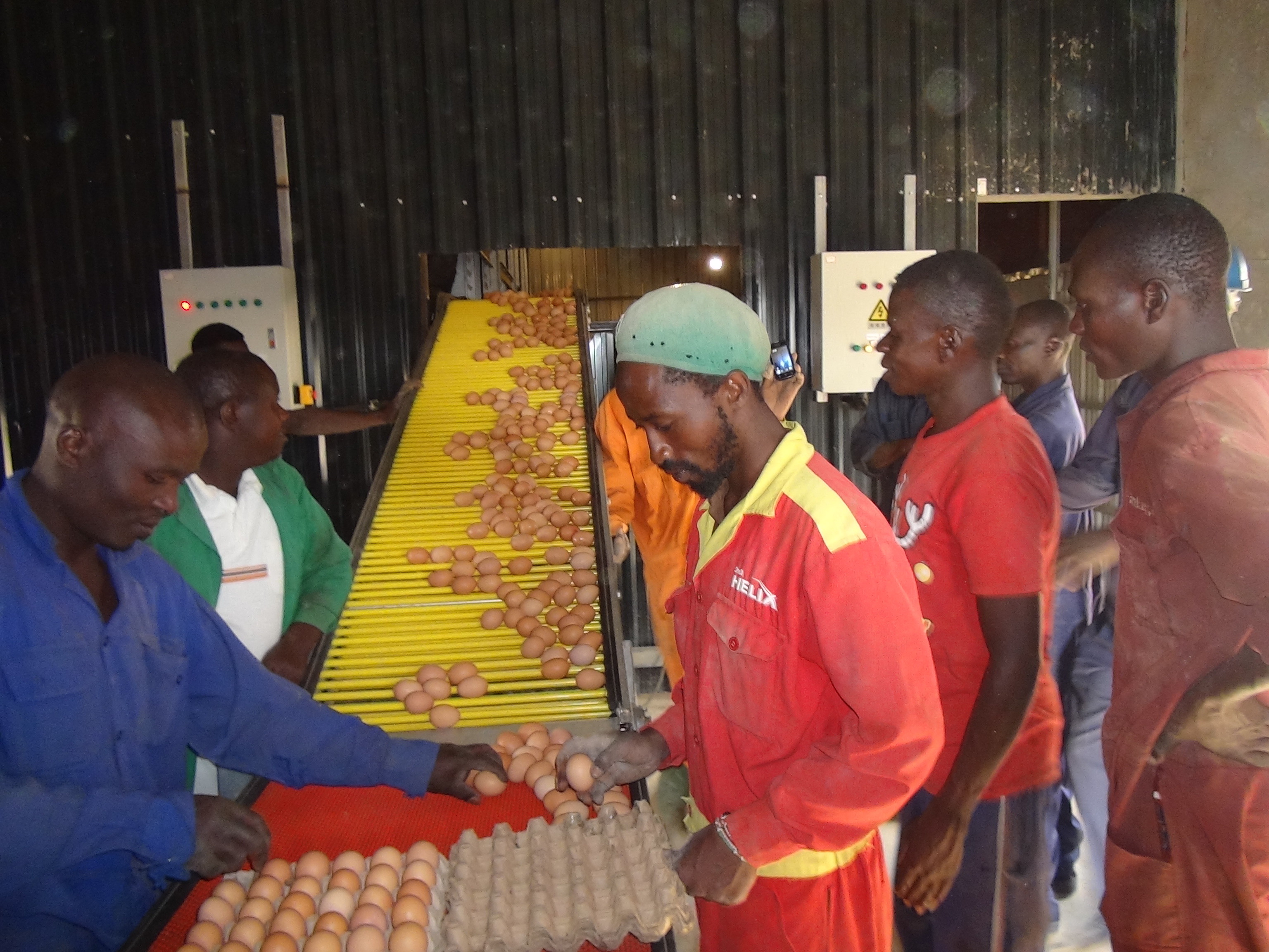 Hot Dipped Galvanized H Type Egg Layer Chicken Cage