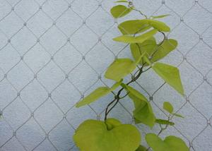 Quality SS 304 316 Wire Rope Trellis 100x100mm Stainless Steel Wire For Climbing Plants wholesale