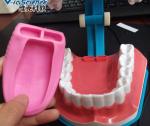 Transparent Tooth Root Canal Dental Study Models Life Size Teaching Model