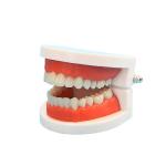 Educationial Standard Demonstration Human dental teeth model For Dental Students
