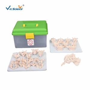 Quality Vertebral Column Disarticulate 20kgs PVC Human Anatomy Model wholesale