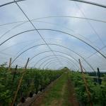 New Design Multi Span Film Plastic Tunnel Agricultural Greenhouse Growing