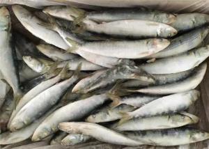 Quality Raw Material Sardinops Under 18 Degree Fresh Frozen Sardines wholesale