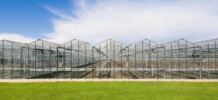 12m Span Gutter Connected Venlo Tempered Glass Greenhouse For Flowers 12x10 12x12 12x14