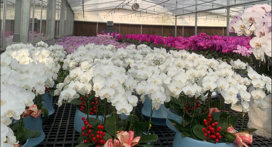 Juxiang Hydroponic Farm Film Greenhouse
