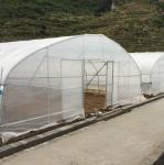 Hot Sale High Tunnel Plastic Single Span Greenhouse Agriculture For Vegetable