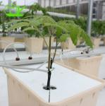Industrial Greenhouse Hydroponic Vegetable Growing System with 11 liters Volume