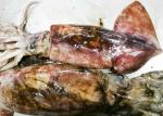 Whole Round Dried Squid Snack , Peru Giant Squid 2000g Up Size