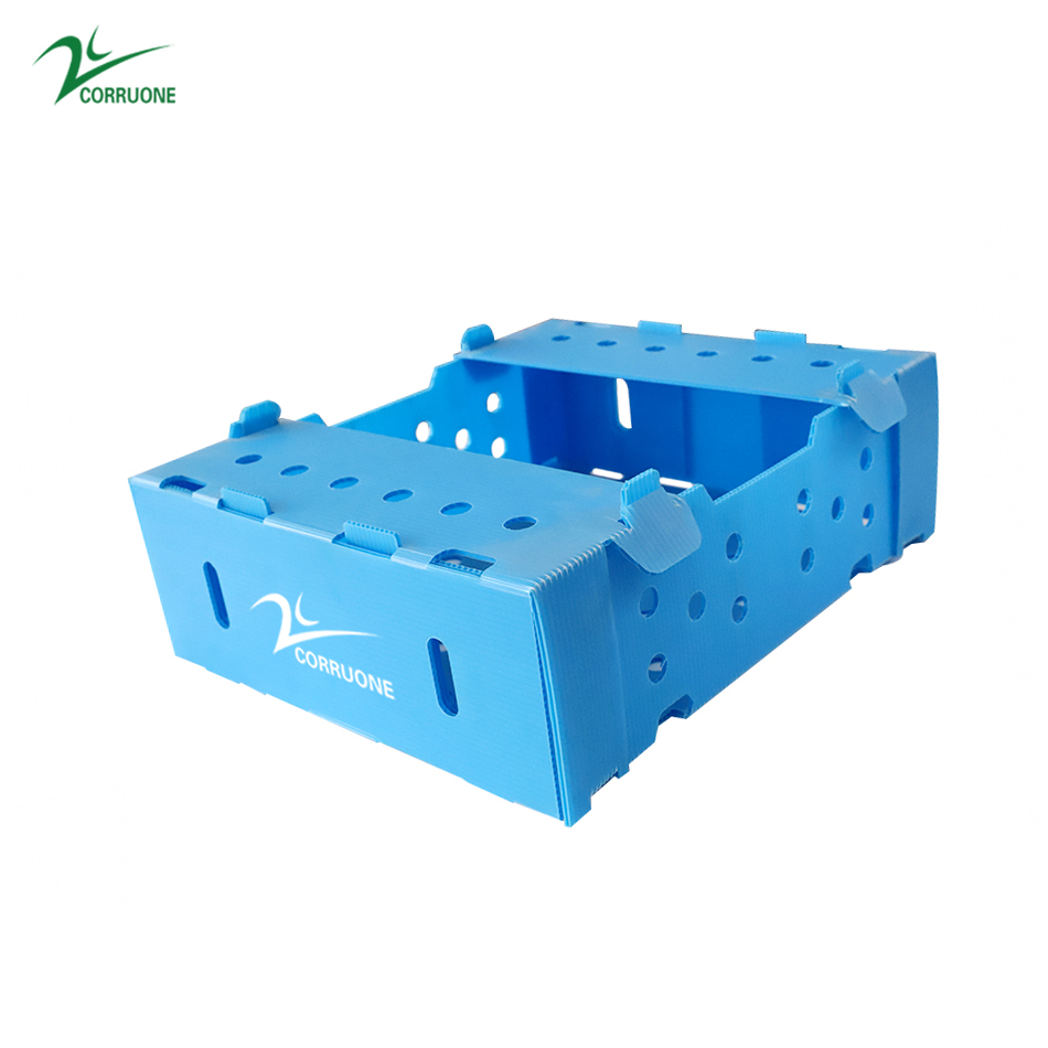 PP Corrugated plastic box vegetable fruit box