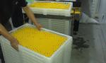 Paintball Making Encapsulation Machine