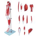 Human Hip thigh calf and foot muscles 13 parts Life Size Arteries & Veins for