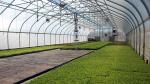 Galvanized Steel Frame PE Film Greenhouse 3.2m High Tunnel Greenhouse
