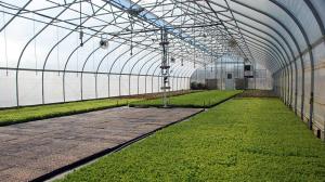 Quality Galvanized Steel Frame PE Film Greenhouse 3.2m High Tunnel Greenhouse wholesale