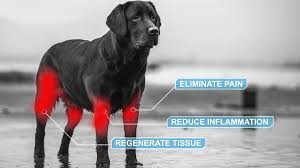 650nm Veterinary Laser Therapy Equipment