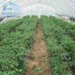 Polytunnel Sri Lanka Colombo Steel Frame Greenhouse Single Span