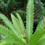 Modern Plastic Potted Artificial Bonsai Bird Nest Fern
