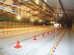 Goat 300kgs Poultry Plastic Slat Floor 600x700mm PP Livestock