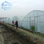 Plastic Tunnel Single Span Greenhouse Agricultural For Strawberry