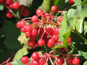 Quality high quality cranberry fruit powder sample free--Cranberry juice wholesale