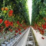 2000.000kg Package Gross Weight Anti-Drip Fogging Film Greenhouse for Vegetable