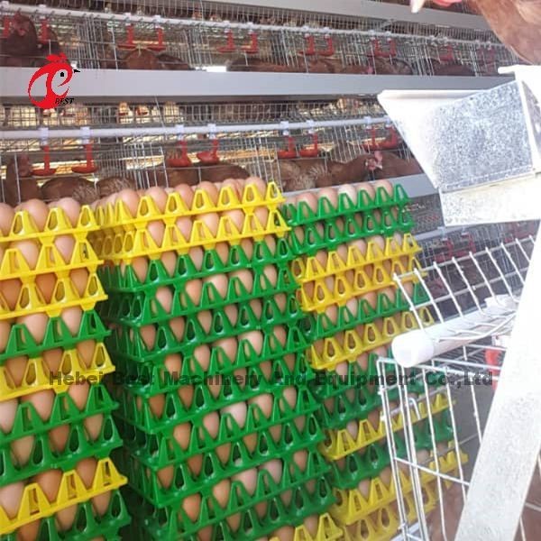 Automatic Poultry Battery Cage System Coated Wire With Long Lifespan Nigeria Sandy